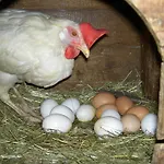 Gospodarstwo agroturystyczne Urlaub Am Bauernhof Wenigeder - Familie Klopf Gutau