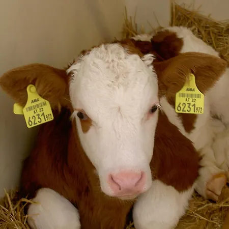 Urlaub Am Bauernhof Wenigeder - Familie Klopf Gutau