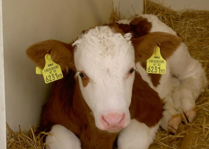 Urlaub Am Bauernhof Wenigeder - Familie Klopf Gutau