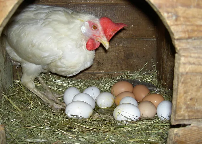 Фермерский дом Urlaub Am Bauernhof Wenigeder - Familie Klopf Gutau