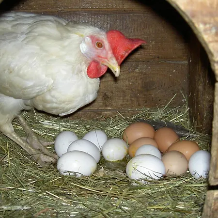 בית חווה Urlaub Am Bauernhof Wenigeder - Familie Klopf Gutau